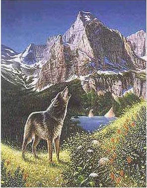 wolf picture