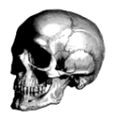 skull